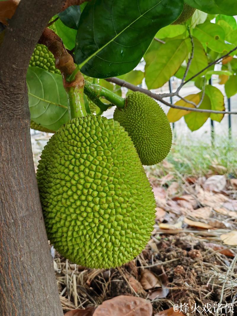 菠萝蜜视频在线观看入口