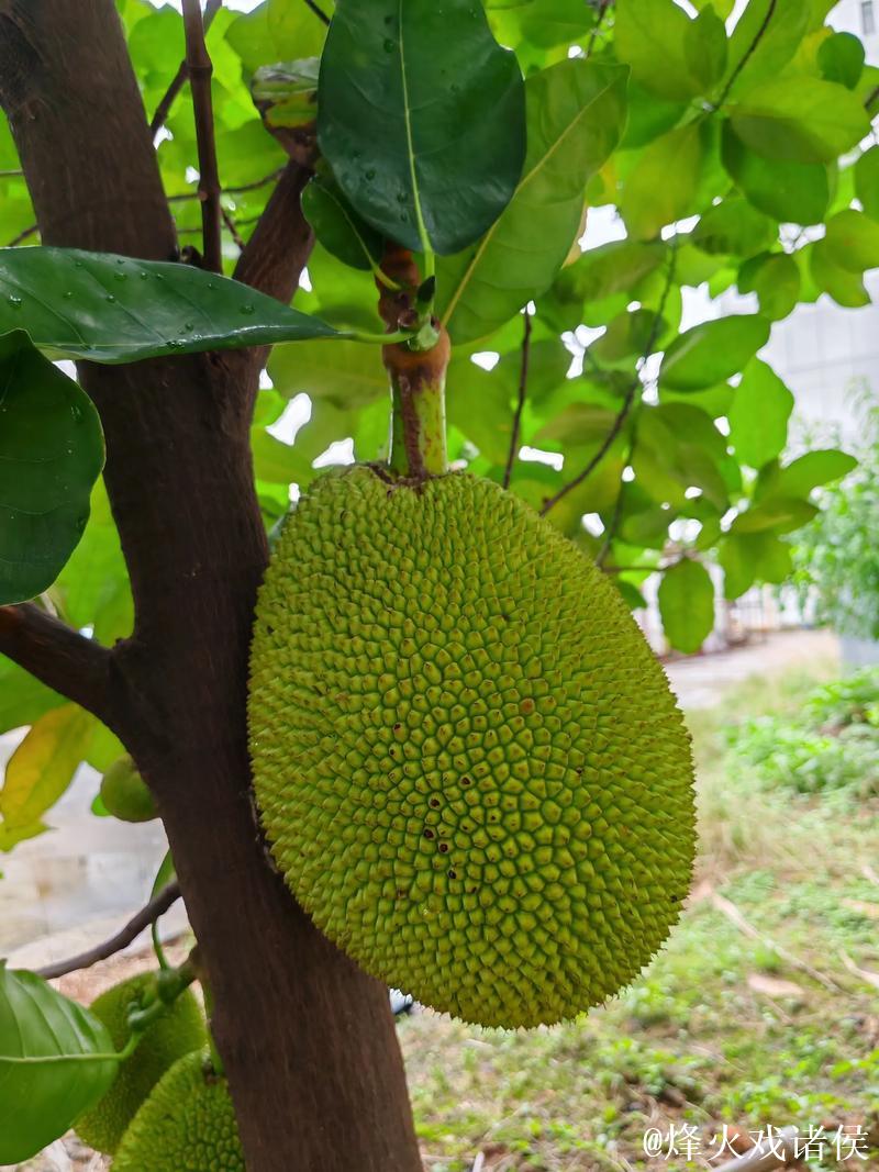 菠萝蜜视频在线观看入口